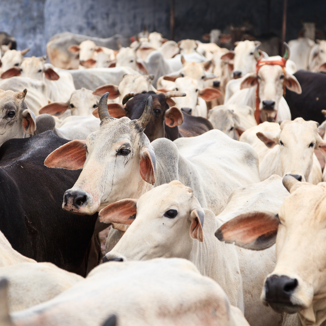 Gau seva